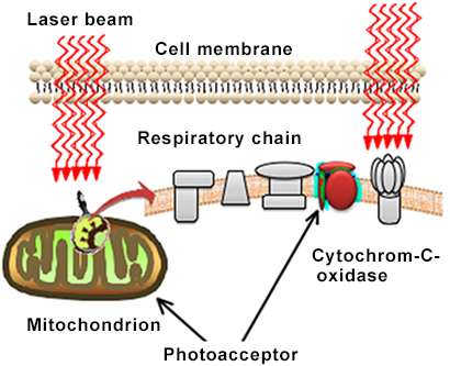 Respiratory chain