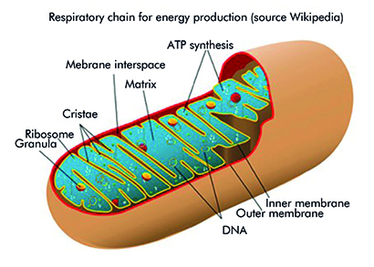 Mitochondrion laser absorption